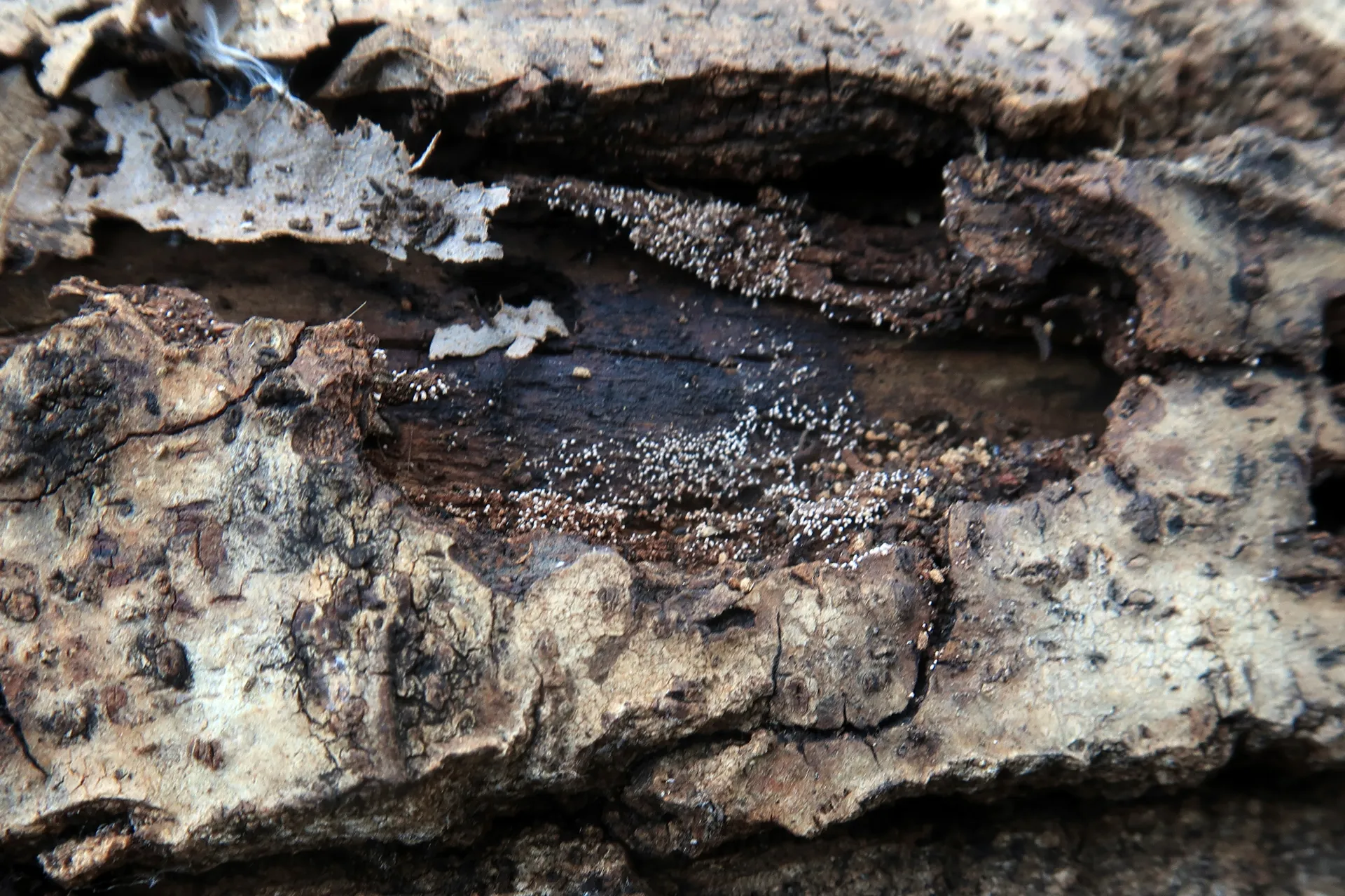 Oncopodiella trigonella - 1 - IMG_5533
